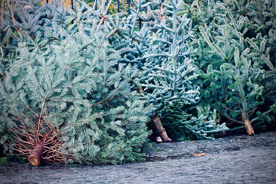 arbre de Nadal, arbre, planta, conífera, abies, avet, vegetació, arbust, rüdesheim am rhein, oberstraße, Alemanya, picea, pi, a l'aire lliure, catifa, transport, vehicle, descartat, arbres, verd, va parlar, creixement, color verd, cap gent, naturalesa, dia, bellesa a la natura, part de la planta, terra, full, tranquil·litat, camp, bosc, sendera, abundància, escenics - natura, vista d’angle alt, branca, 4K