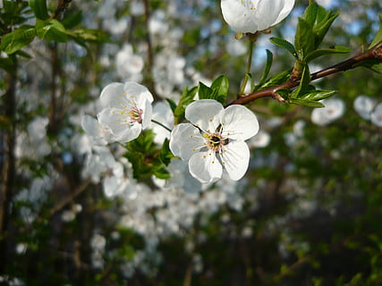 primavera, fiore, albero, beautifull, pianta, pianta fiorita, bellezza nella natura, fragilità, freschezza, vulnerabilità, Colore bianco, crescita, petalo, testa di fiore, infiorescenza, concentrarsi sulle conoscenze acquisite, fiorire, natura, ramo, avvicinamento, nessuno, polline, all'aperto, fiore di ciliegio, ciliegio, 2K, CC0, dominio pubblico, privo di copyright