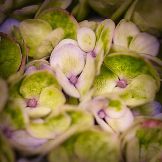 hortensia, hydrangea kukka, makro, lähikuva, kukka, kukinta, tuoreus, ruoka ja juoma, ei ihmisiä, vihreä väri, ruoka, valikoiva tarkennus, kasvi, terveellinen ruokavalio, hyvinvointi, kauneus luonnossa, päivä, yltäkylläisyys, suuri joukko esineitä, Myytävänä, koko kehys, alttius, markkinoida, 4K, CC0, public domain, rojaltivapaa