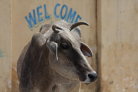 grå ko, kvæg, ko, pattedyr, dyr, indien, ged, Velkommen til den hellige ko til Indien, jaipur, bjergged, dyreliv, hellig ko, Velkommen, antilope, hoved, longhorn, hjort, messing sektion, musikinstrument, får, horn, dyre temaer, et dyr, husdyr, fokus på forgrunden, hvirveldyr, indenlandske, dag, kæledyr, planteædende, tæt på, dyr kropsdel, ingen mennesker, hornede, dyr hoved, stående, dyre næse, 5K, CC0, offentligt domæne, royaltyfrie
