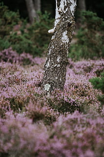 foto de primer pla, gris, blanc, tronc de l'arbre, envoltat, flors, arbre, tronc, escorça, flor, bruc, bracken, bosc, textura, naturalesa, porpra, verd, a l'aire lliure, vida salvatge, camp, herba, planta, primavera, bellesa a la natura, temporada, estiu, color verd, cap de flor, frescor, cap gent, full, branca, creixement, botànica, paisatge, primer pla, fons, dia, pètal, escenics, sense cultiu, 8K, CC0, domini públic, lliure de regalies