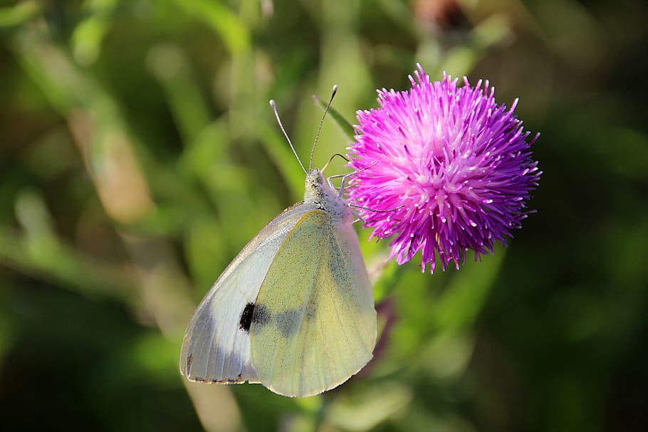 papallona, col blanca, error, card, estiu, flor, planta amb flors, insecte, invertebrat, fauna animal, bellesa a la natura, temes d'animals, planta, animals a la natura, un animal, animal, primer pla, porpra, ala dels animals, pètal, papallona - insecte, fragilitat, vulnerabilitat, frescor, centrar-se en primer pla, cap de flor, cap gent, polinització, 5K