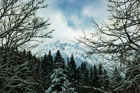tancar, foto, arbres recoberts de neu, branques, núvols, fred, durant el dia, bosc, zing, gelades, gelada, congelat, gel, paisatge, muntanyes, naturalesa, escena, escènic, temporada, neu, nevat, muntanyes cobertes de neu, muntanya de neu, arbres, temps, hivern, paisatge d'hivern, boscos, arbre, planta, tranquil·litat, bellesa a la natura, temperatura de fred, cel, escenics - natura, escena tranquil·la, núvol - cel, muntanya, cap gent, branca, creixement, arbre nu, dia, muntanya nevada, a l'aire lliure, arbre de coníferes, 5K, CC0, domini públic, lliure de regalies