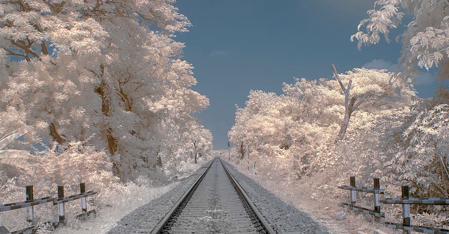 ferrocarril, arbres de fulles blanques, el camí a seguir, direcció, planta, arbre, transport, perspectiva decreixent, punt de fuga, naturalesa, transport per ferrocarril, cap gent, vies del ferrocarril, pista, dia, cel, bellesa a la natura, creixement, a l'aire lliure, tranquil·litat, escena tranquil·la, terra, paral·lel, 4K