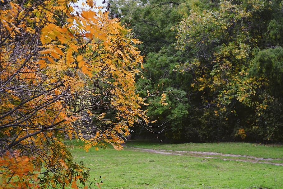 frunze, copac, tapet, fundal, peisaj, toamnă, VSCO, pădure, natură, plantă, Schimbare, frumusețe în natură, liniște, creştere, o scenă liniștită, scenice - natura, teren, zi, culoare portocalie, Culoarea verde, nici o persoana, scenă non-urbană, parte a plantelor, în aer liber, toamnă colecție, starea naturala, cădea, 5K