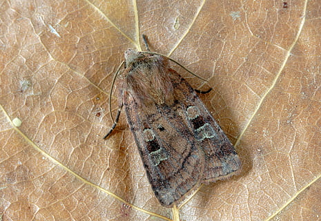 small-square-spot, moth, wings, pattern, insect, nature, summer, antennae, colorful, wildlife, bug, close, bold, animal themes, animal, animal wildlife, one animal, animals in the wild, turtle, no people, reptile, close-up, high angle view, leaf, vertebrate, plant part, day, leaf vein, outdoors, amphibian, water, animal shell, marine, 5K, CC0, public domain, royalty free