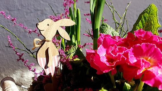 Pasqua, primavera, conill de Pasqua, fusta, deco, decoracions de pasqua, planta amb flors, flor, planta, frescor, primer pla, pètal, naturalesa, creixement, bellesa a la natura, vulnerabilitat, cap gent, fragilitat, cap de flor, dia, full, inflorescència, part de la planta, representació, color rosa, decoració, 4K, CC0, domini públic, lliure de regalies