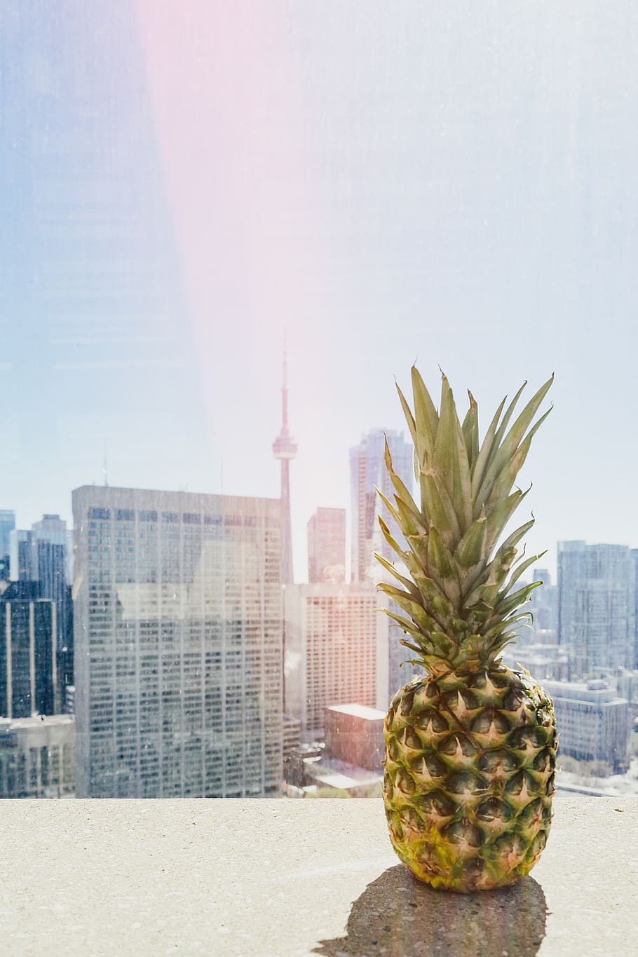 pinya al sostre, fruita, pinya, menjar, planta, toronto, Ajuntament de toronto, Canadà, urbà, ciutat, tropical, ombra, vista, centre de la ciutat, paisatge urbà, observació, fruita tropical, torre de cn, fuita de llum, filtratge, saludable, exterior de l'edifici, arquitectura, estructura construïda, cap gent, dia, naturalesa, cel, edifici, llum solar, a l'aire lliure, exterior d’edifici d’oficines, creixement, gratacels, torre, cel clar, 5K
