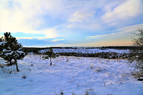 lumi, talvi-, puu, kylmä, valkoinen, luonto, Puut, illalla, auringonlasku, metsä, maisema, kaunis, maaseudun, aurinko-, kylmä lämpötila, rauhallinen kohtaus, pilvi - taivas, taivas, tyyneys, kauneus luonnossa, maisemat - luonto, kasvi, ei ihmisiä, valkoinen väri, ei-kaupunkikuvia, ympäristö, päällyste, päivä, 5K, CC0, public domain, rojaltivapaa
