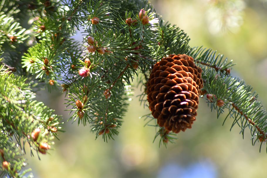 con, arbre, pi, picea, fusta, branca, a l'aire lliure, naturalesa, planta, creixement, dia, cap gent, color verd, bellesa a la natura, primer pla, centrar-se en primer pla, pinya de pi, enfocament selectiu, frescor, fruita, alimentació saludable, full, menjar i beguda, arbre de coníferes, agulla - part de la planta, 4K