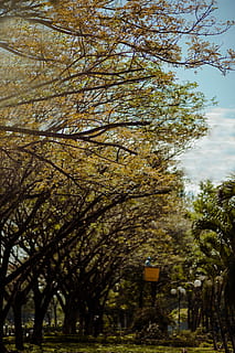 arbres amb fulles marrons, branques, núvols, la llum del dia, medi ambient, bosc, herba, creixement, paisatge, naturalesa, parc, escena, escènic, cel, arbres, boscos, arbre, planta, dia, branca, cap gent, a l'aire lliure, bellesa a la natura, tardor, tranquil·litat, vista d’angle baix, tronc de l'arbre, escena tranquil·la, tronc, parc - l'home va fer espai, canvi, llum solar, 4K, CC0, domini públic, lliure de regalies