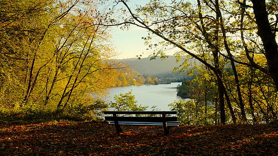 Alemanya, simmerath, eifelsteig, tardor, arbre, bellesa a la natura, banc, planta, canvi, seient, tranquil·litat, naturalesa, escena tranquil·la, aigua, llac, escenics - natura, escena no urbana, full, part de la planta, dia, color taronja, parc, idíl·lic, cap gent, Banc del parc, a l'aire lliure, col·lecció de tardor, 5K, CC0, domini públic, lliure de regalies