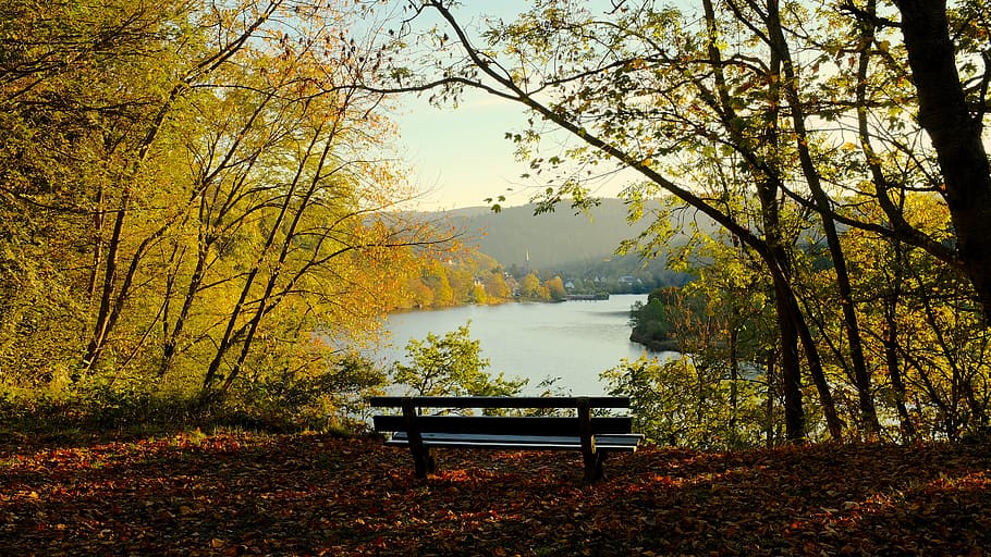 Alemanya, simmerath, eifelsteig, tardor, arbre, bellesa a la natura, banc, planta, canvi, seient, tranquil·litat, naturalesa, escena tranquil·la, aigua, llac, escenics - natura, escena no urbana, full, part de la planta, dia, color taronja, parc, idíl·lic, cap gent, Banc del parc, a l'aire lliure, col·lecció de tardor, 5K