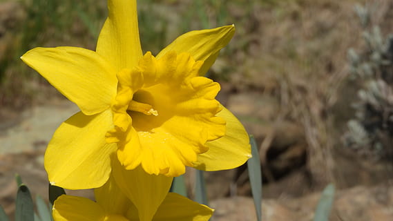 påskelilje, forår blomster, påske, påske blomster, tæt på, have, Vernal, gul påskelilje, gul blomst, gul, blomstrende plante, blomst, skrøbelighed, sårbarhed, friskhed, plante, blomsterhoved, kronblad, skønhed i naturen, blomsterstand, vækst, fokus på forgrunden, natur, dag, pollen, udendørs, 4K, CC0, offentligt domæne, royaltyfrie
