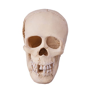 cráneo, humano, anatomía, hueso, cerebro, muerto, muerte, temor, forense, Víspera de Todos los Santos, cabeza, horror, aislado, objeto, de miedo, remar, esqueleto, escalofriante, diente, blanco, esqueleto humano, parte del cuerpo humano, cráneo humano, foto de estudio, hueso humano, Fondo blanco, solo objeto, separar, naturaleza muerta, adentro, de cerca, parte del cuerpo, salud y medicina, representación humana, copia espacio, cara humana, 4K