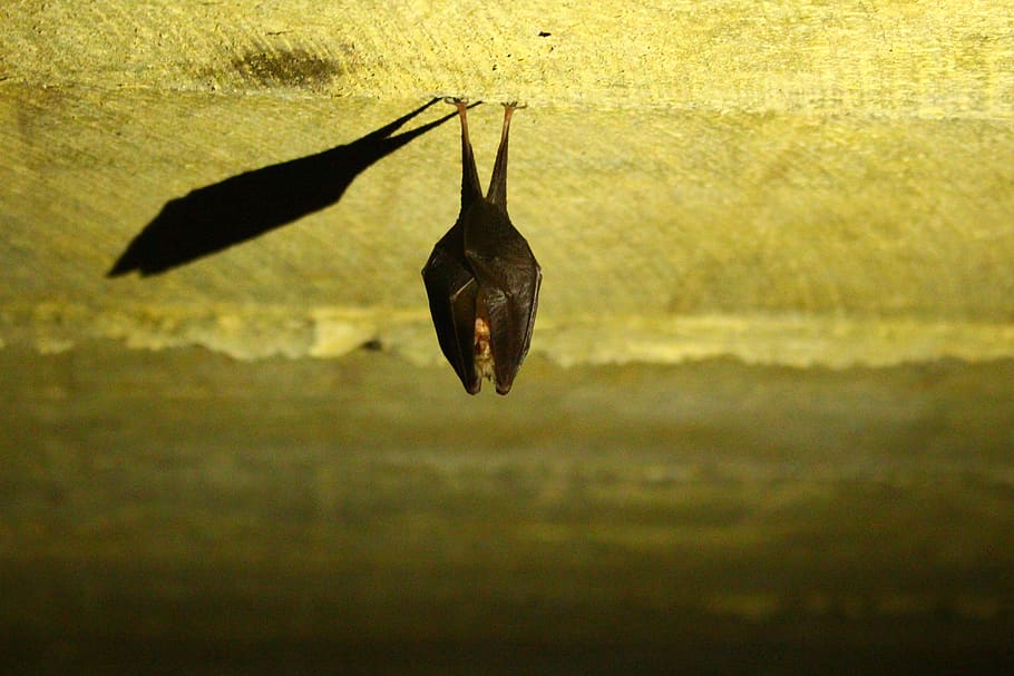 pipistrello, animali, carina, vampiro, natura, temi animali, animale, animali allo stato selvatico, fauna selvatica, nessuno, un animale, acqua, sospeso, vertebrato, giorno, uccello, colore nero, all'aperto, lago, lungomare, luce del sole, pipistrello - animale, mezz'aria, 5K
