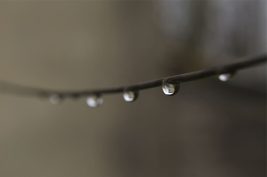 acqua, gocce, filo, far cadere, bagnato, avvicinamento, messa a fuoco selettiva, nessuno, pioggia, concentrarsi sulle conoscenze acquisite, natura, purezza, rugiada, bellezza nella natura, pianta, vulnerabilità, goccia di pioggia, fragilità, freschezza, all'aperto, stagione piovosa, filo d'erba, 1080P