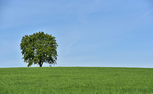 albero, prato, albero deciduo, estate, solo, orizzonte, paesaggio, natura, cielo, parzialmente nuvoloso, bellissimo, umore, salutare, puramente, pulito, intatto, vegetazione, pianta, erba, blu, la tranquillità, ambiente, bellezza nella natura, campo, terra, colore verde, orizzonte sopra terra, scenics - natura, crescita, scena tranquilla, giorno, cielo sereno, nessuno, all'aperto, 5K, CC0, dominio pubblico, privo di copyright