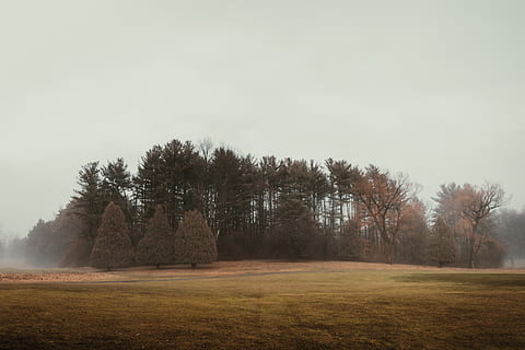 arbres à feuilles vertes, plante, arbre, champ, herbe, en plein air, edison country club, Rexford, États Unis, prairie, abies, sapin, la nature, conifère, terre, végétation, paysage, bâtiment, monticule, la tour, architecture, ciel, tranquillité, scène tranquille, beauté dans la nature, environnement, paysages - nature, brouillard, scène non urbaine, personne, journée, espace de copie, croissance, 4K, CC0, domaine public, libre de droits