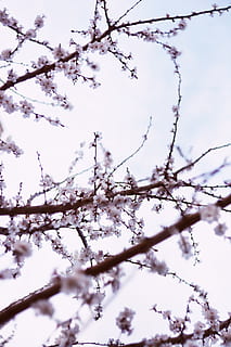 soare, lumina soarelui, cireașă, cires, Copac de cireșe, floare de cires, flori de cireșe, tapet, fundal, natură, floră, VSCO, ușoară, cer, primăvară, vară, a inflori, floare, plantă, copac, ramură, frumusețe în natură, planta cu flori, vedere unghiulară joasă, creştere, fragilitate, nici o persoana, zi, vulnerabilitate, inflori, liniște, prospeţime, a închide, selectiv, în aer liber, 5K, CC0, domeniu public, fără drepturi de autor