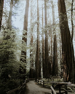 sentiero, alberi, giorno, foresta, pista, albero, bosco, boschi, luce del sole, splendore, escursione, californio, sequoia, lettera, natura, all'aperto, paesaggio, Paesaggi, tronco d'albero, ramo, autunno, foglia, nessuno, stagione, scena tranquilla, bellezza nella natura, colore verde, pianta, nebbia, scena non urbana, ambiente, mattina, mistero, parco - spazio creato dall'uomo, area selvaggia, legno - materiale, luce - fenomeno naturale, estate, scena rurale, inverno, immagine a colori, raggio di sole, Pino, primavera, 4K, CC0, dominio pubblico, privo di copyright