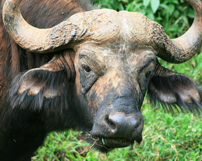 búfala, temes d'animals, animal, fauna animal, mamífer, un animal, animals a la natura, cornut, animals domèstics, vertebrats, herba, retrat, planta, dia, mirant la càmera, cap gent, bestiar, primer pla, part del cos dels animals, cap d’animals, naturalesa, a l'aire lliure, herbívors, nas animal, 2K, CC0, domini públic, lliure de regalies