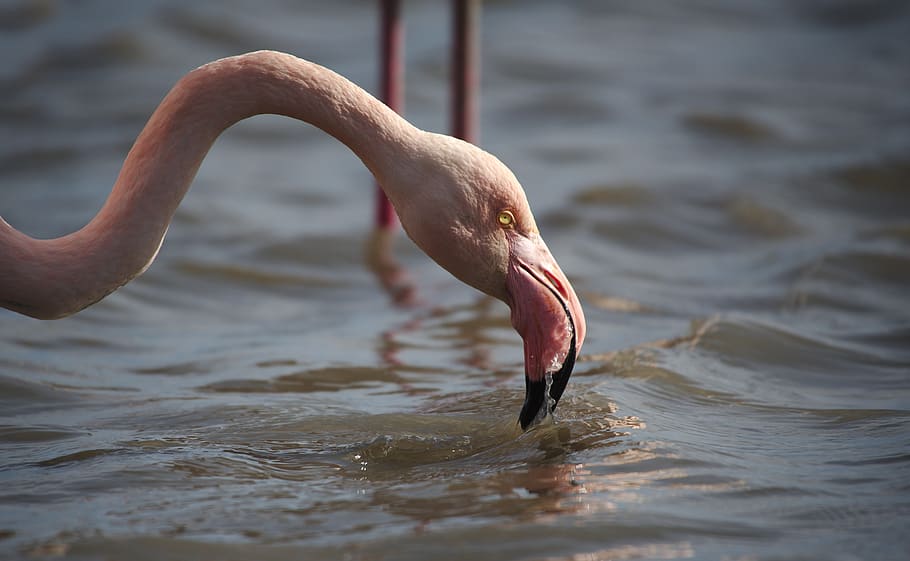 flamenc, rosa, camargue, animal, temes d'animals, vertebrats, fauna animal, aigua, un animal, ocell, animals a la natura, bec, part del cos dels animals, centrar-se en primer pla, ondulat, llac, davant del mar, dia, cap gent, naturalesa, enfocament selectiu, coll d'animals, cap d’animals, 5K