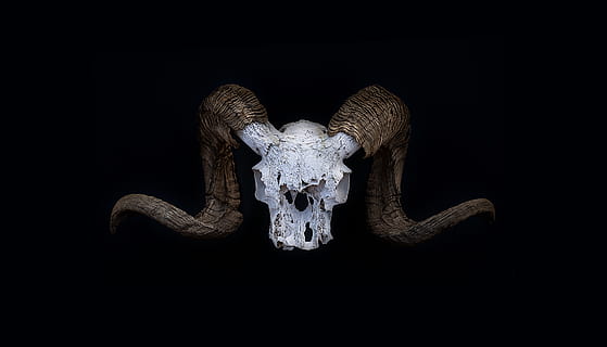 logotip de trompa de diable, Estats Units, ca, markleeville, serp, animal, rèptil, gran ovella de banya, crani d’animals, textura, elefant, vida salvatge, mamífer, vell, banya, ovelles, fons negre, esquelet, mandíbula, naturalesa, negre, os, tir de l'estudi, part del cos dels animals, temes d'animals, a l'interior, cap gent, representació animal, representació, cornut, fauna animal, nit, primer pla, natura morta, sol objecte, cap d’animals, 4K, CC0, domini públic, lliure de regalies