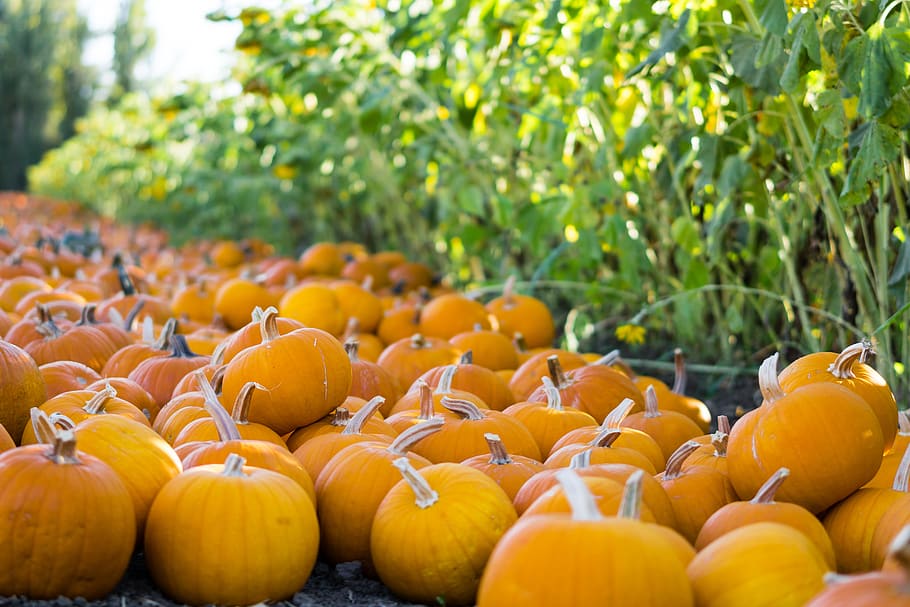 carabasses, pegat, caure, taronja, Halloween, collita, octubre, granja, menjar, menjar i beguda, alimentació saludable, color taronja, carbassa, planta, benestar, vegetals, frescor, tardor, gran grup d'objectes, dia, cap gent, centrar-se en primer pla, naturalesa, abundància, fruita, creixement, camp, terra, a l'aire lliure, madur, 5K