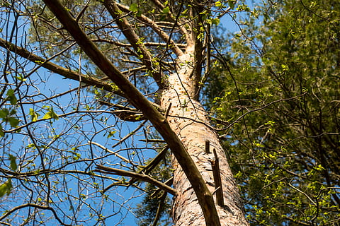 arbre, ascendent, aspirant, tribu, fulles, estètic, registre, bosc, Cercar, primavera, planta, vista d’angle baix, branca, creixement, naturalesa, tronc de l'arbre, dia, cel, tronc, cap gent, tranquil·litat, bellesa a la natura, llum solar, a l'aire lliure, color verd, terra, blau, part de la planta, copa de l'arbre, directament a sota, 5K, CC0, domini públic, lliure de regalies