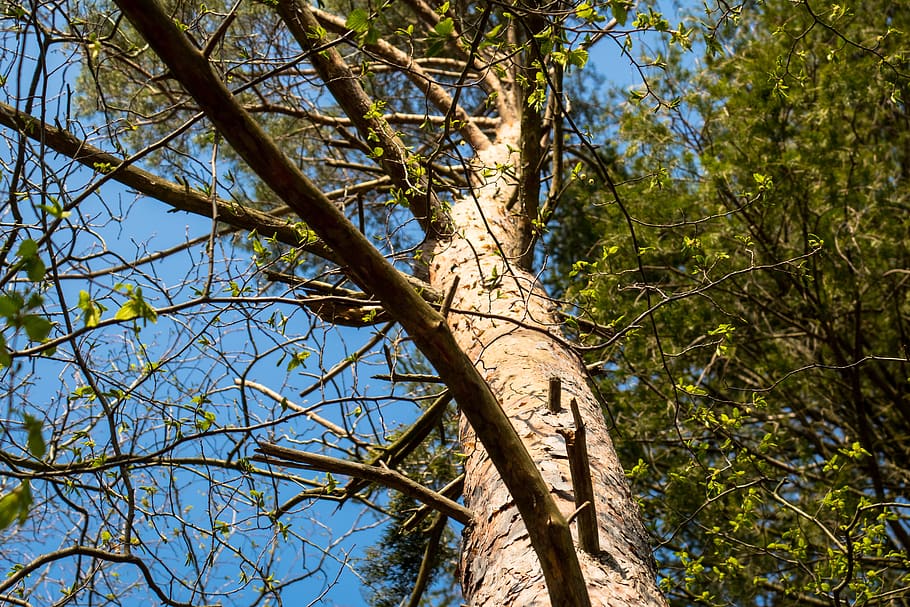 arbre, ascendent, aspirant, tribu, fulles, estètic, registre, bosc, Cercar, primavera, planta, vista d’angle baix, branca, creixement, naturalesa, tronc de l'arbre, dia, cel, tronc, cap gent, tranquil·litat, bellesa a la natura, llum solar, a l'aire lliure, color verd, terra, blau, part de la planta, copa de l'arbre, directament a sota, 5K