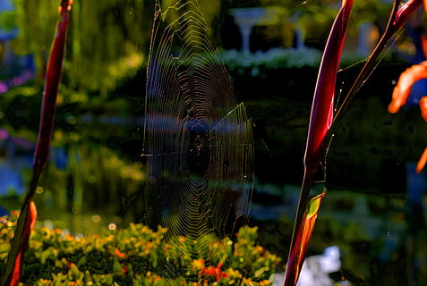 spiderweb, nature, web, pattern, trap, insect, environment, wildlife, morning, silk, wild, thread, outdoor, water, green, light, net, natural, arachnid, design, plant, focus on foreground, growth, close-up, beauty in nature, no people, day, flower, fragility, flowering plant, transparent, vulnerability, selective focus, animal, fish, outdoors, freshness, 5K, CC0, public domain, royalty free