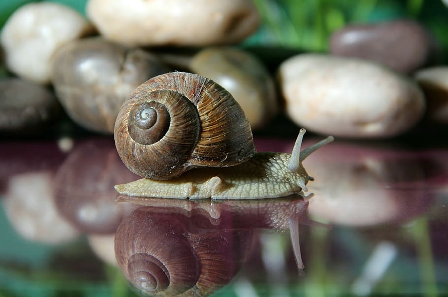 cargol, shell, lentament, gatejar, mol·lusc, naturalesa, animal, sonda, mucositat, primer pla, rèptil, closca de cargol, macro, wirbellos, criatura, invertebrat, gasteròpode, fauna animal, temes d'animals, closca d’animals, animals a la natura, un animal, cap gent, espiral, planta, dia, centrar-se en primer pla, enfocament selectiu, terra, rastreig, 4K