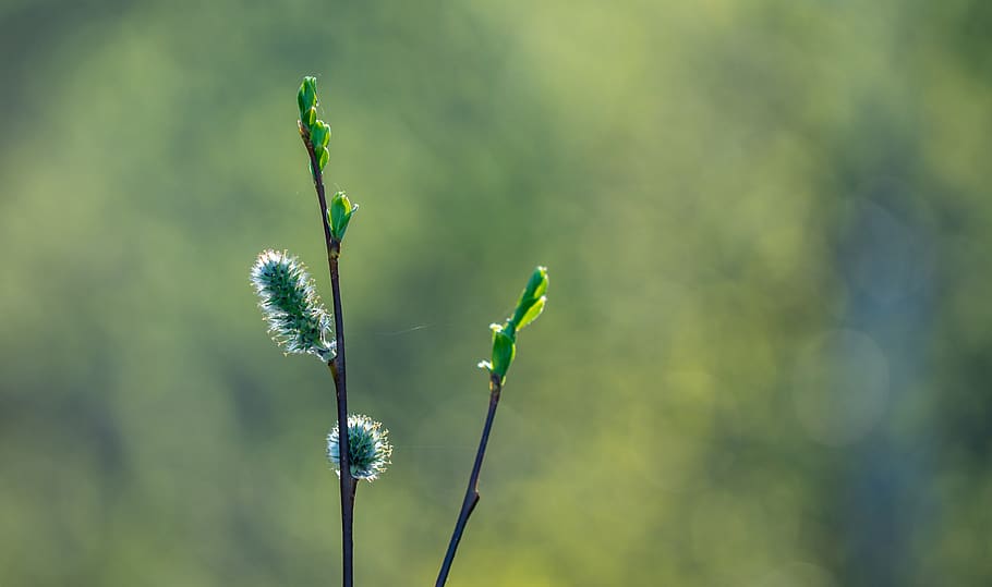 selectiu, foto del focus, verd, planta, color, creixement, centrar-se en primer pla, bellesa a la natura, primer pla, tija de la planta, naturalesa, cap gent, vulnerabilitat, color verd, dia, fragilitat, tranquil·litat, brot, flor, inicis, planta amb flors, a l'aire lliure, nova vida, frescor, 4K