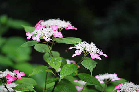 hydrangea, bunga-bunga, bunga hydrangea, merah, 山 紫陽 花, gunung hydrangea, tanaman berbunga, bunga, menanam, keindahan di alam, pertumbuhan, kerapuhan, kesegaran, kerentanan, bagian tanaman, daun, warna merah jambu, daun bunga, alam, kepala bunga, merapatkan, warna hijau, hal berkembang, tidak ada orang, hari, botani, di luar rumah, musim semi, ungu, lantana, 4K, CC0, domain publik, bebas royalti