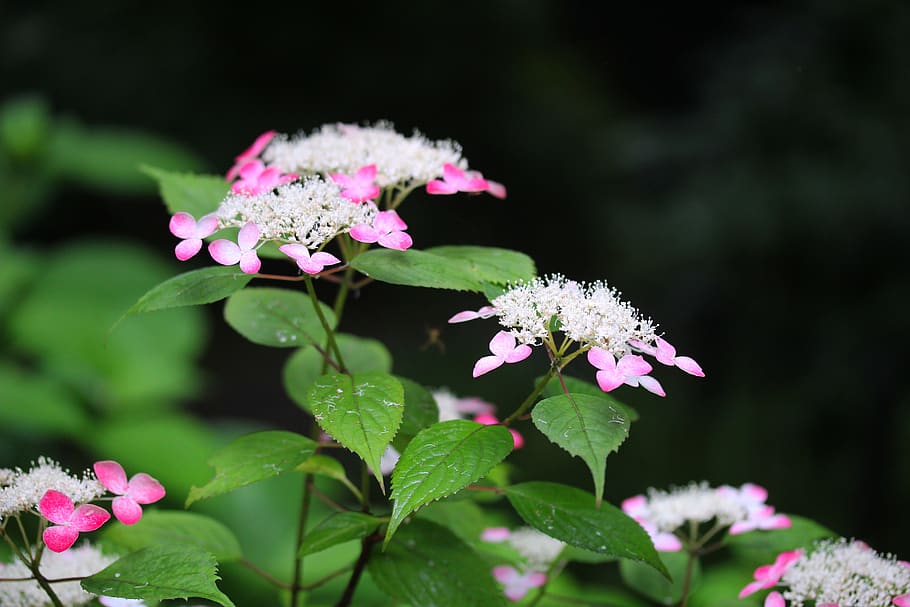 hortenzie, květiny, hortenzie květiny, Červené, 山 紫陽 花, horské hortenzie, kvetoucí rostlina, květ, rostlina, krása v přírodě, růst, křehkost, svěžest, zranitelnost, rostlinné části, list, růžová barva, okvětní lístek, Příroda, květu hlavy, detail, zelená barva, květenství, nikdo, den, botanika, venku, jaro, šeřík, lantana, nachový, 4K