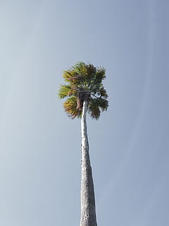arbre de coco verd, arbre, planta, Palmera, arecaceae, estiu, paisatge, naturalesa, cel, tronc de l'arbre, tropical, festa, descans, gaudeix, enorme, arbres, vacances, núvols, vista, cel blau, vista d’angle baix, clima tropical, tronc, alta - alta, dia, creixement, cap gent, bellesa a la natura, cel clar, a l'aire lliure, tranquil·litat, palmera de coco, còpia espai, arbre tropical, fulla de palma, 4K, CC0, domini públic, lliure de regalies