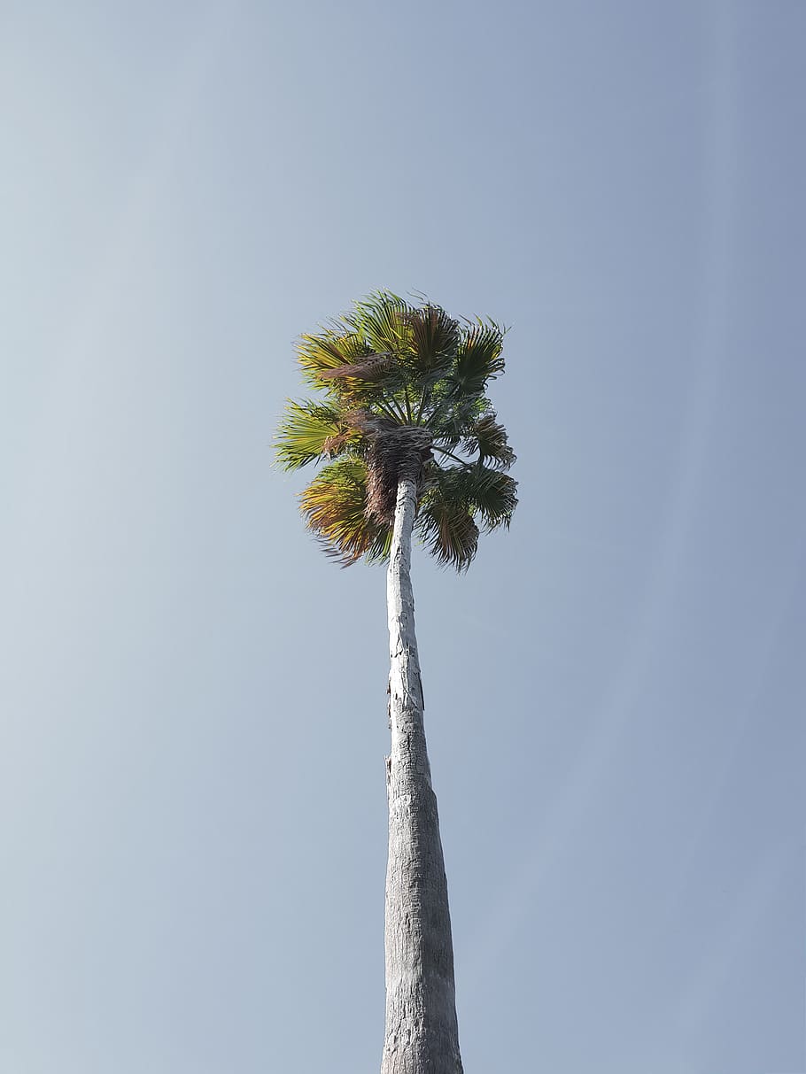 arbre de coco verd, arbre, planta, Palmera, arecaceae, estiu, paisatge, naturalesa, cel, tronc de l'arbre, tropical, festa, descans, gaudeix, enorme, arbres, vacances, núvols, vista, cel blau, vista d’angle baix, clima tropical, tronc, alta - alta, dia, creixement, cap gent, bellesa a la natura, cel clar, a l'aire lliure, tranquil·litat, palmera de coco, còpia espai, arbre tropical, fulla de palma, 4K