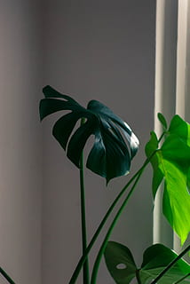 monstera, interiér, stonek rostliny, rostlina, růst, kvetoucí rostlina, list, zranitelnost, rostlinné části, křehkost, květ, Příroda, krása v přírodě, nikdo, detail, okvětní lístek, den, květu hlavy, květenství, svěžest, nástěnný prvek, venku, sepal, 4K, CC0, veřejná doména, bez autorských práv