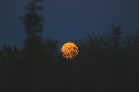 moon, circle, round, dark, night, sky, tree, silhouette, nature, plant, tranquility, tranquil scene, beauty in nature, scenics - nature, no people, full moon, low angle view, growth, space, outdoors, astronomy, dusk, land, planetary moon, moonlight, 5K, CC0, public domain, royalty free