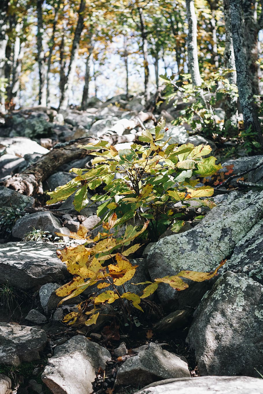 Blatt, Pflanze, Baum, Boden, Baumstamm, Schiefer, Rock, Schutt, Blume, blühen, Tanne, abies, Vase, Topfpflanze, Krug, Keramik, draußen, Wasser, Pflanzer, Kräuter, Rock - Objekt, Wachstum, solide, keine Leute, Natur, Tag, Schönheit in der Natur, Pflanzenteil, Wald, Ruhe, Land, Fokus auf den Vordergrund, Nahansicht, Flechte, fließendes Wasser, fließend, 5K