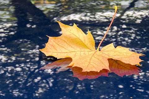 arce, hoja, otoño, naturaleza, capó del coche, sombra, parte de la planta, cambio, de cerca, hoja de arce, día, centrarse en primer plano, nadie, árbol, planta, amarillo, vena de la hoja, al aire libre, luz del sol, seco, belleza en la naturaleza, color naranja, vulnerabilidad, condición natural, hojas, 4K, CC0, dominio público, libre de derechos