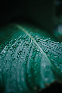 selektiv, fokus wassertau, Blatt, Pflanze, Venen, Tröpfchen, Baum, Farn, blühen, Blume, Anemone, Sonnenlicht, Grün, Hanf, Getränk, Cocktail, Alkohol, Mojito, Lupine, Kiefer, Möbel, grüne Farbe, Nahansicht, selektiver Fokus, keine Leute, fallen, Natur, nass, Verletzlichkeit, Wasser, Wachstum, schwarzer Hintergrund, Pflanzenteil, draußen, Tag, Blau, Feder, Tau, Regentropfen, Palmblatt, 5K, CC0, gemeinfrei, lizenzfrei