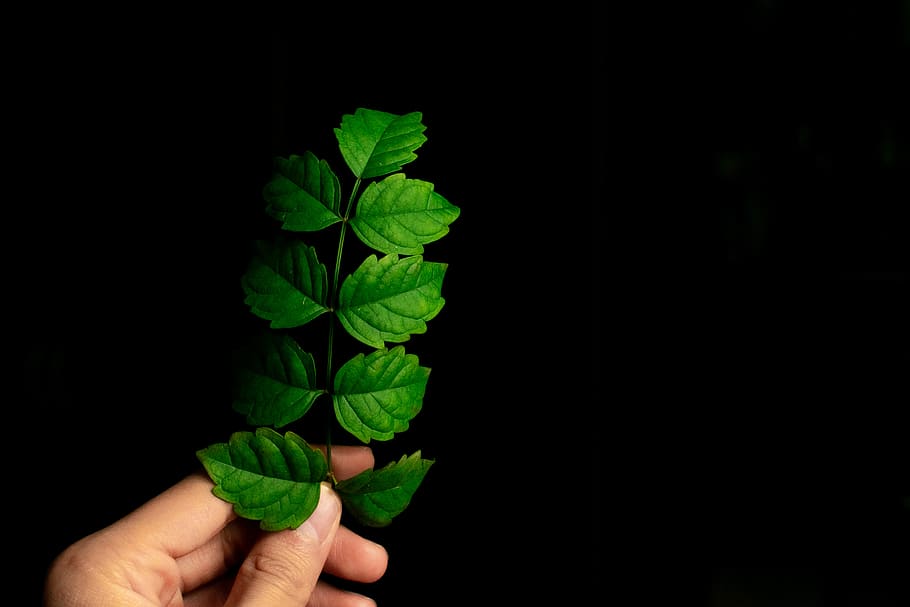 grønne blad plante, plante, blad, potteplante, vase, krukke, keramik, grøn, plantageejer, urter, person, human, mynte, finger, hånd, vener, blomstre, Acanthaceae, blomst, Rose, bygning, menneskelig hånd, bedrift, plante del, menneskelig kropsdel, grøn farve, en person, menneskelig finger, kropsdel, sort baggrund, natur, vækst, personlige perspektiv, rigtige mennesker, studio skud, indendørs, tæt på, blade, lille, menneskelig lem, 5K