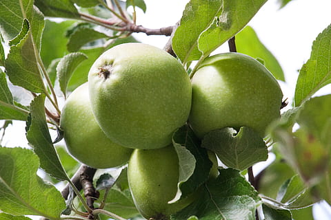 Apfelbaum, Apfel, Baum, Obst, Obstbäume, Natur, reifen, Obstbaum, gesundes Essen, Essen und Trinken, Lebensmittel, grüne Farbe, Blatt, Pflanze, Pflanzenteil, Wachstum, Frische, Nahansicht, Wohlbefinden, keine Leute, Fokus auf den Vordergrund, Apfel - Frucht, Tag, Ast, reif, draußen, unreif, 4K, CC0, gemeinfrei, lizenzfrei