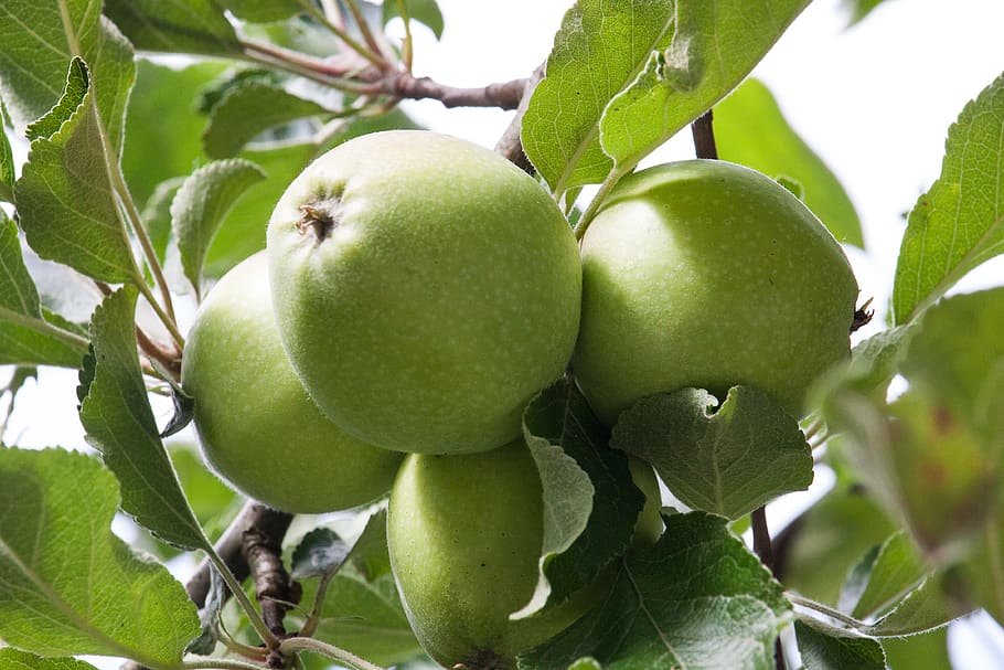 Apfelbaum, Apfel, Baum, Obst, Obstbäume, Natur, reifen, Obstbaum, gesundes Essen, Essen und Trinken, Lebensmittel, grüne Farbe, Blatt, Pflanze, Pflanzenteil, Wachstum, Frische, Nahansicht, Wohlbefinden, keine Leute, Fokus auf den Vordergrund, Apfel - Frucht, Tag, Ast, reif, draußen, unreif, 4K