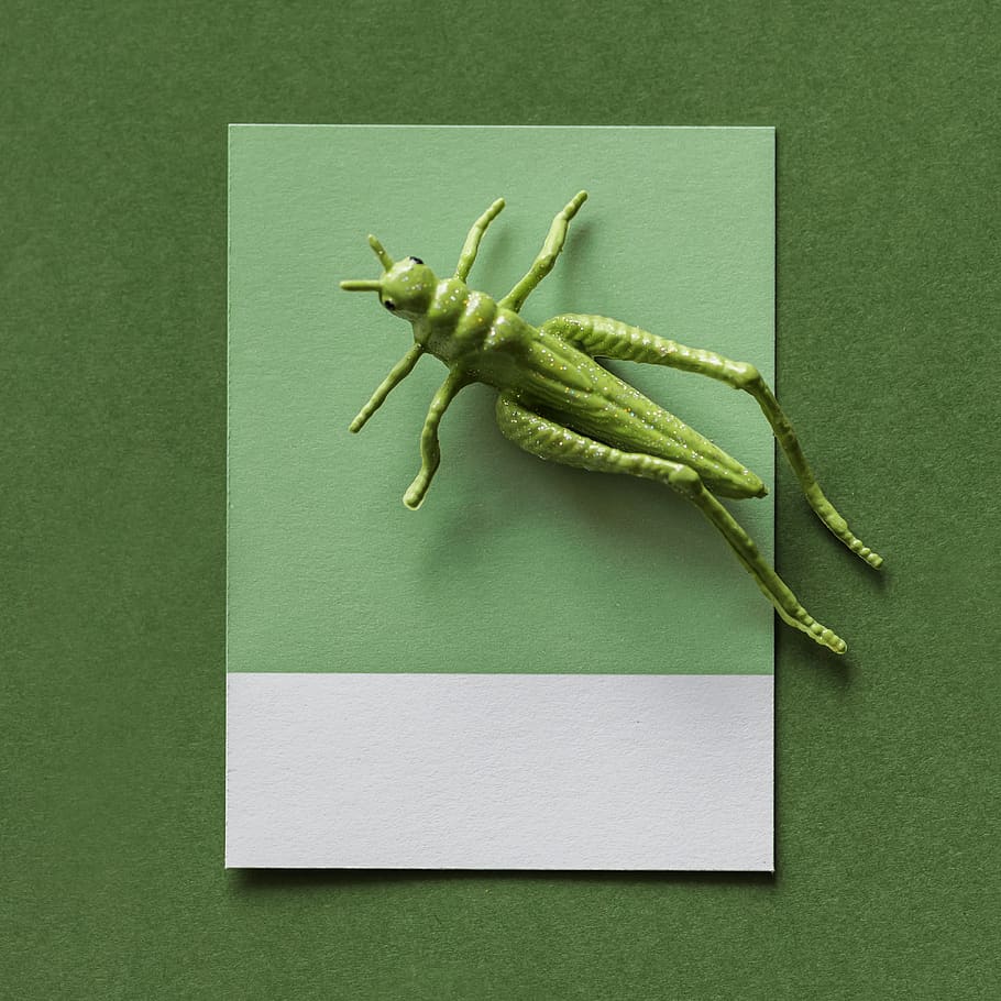 joguina de llagosta verda, artsy, fons, error, targeta, cartró, primer pla, concepte, conceptual, creatiu, disseny, figura, verd, insecte, poc, model, forma, petit, natura morta, joguina, color verd, a l'interior, cap gent, tir de l'estudi, un animal, animal, paper, temes d'animals, directament a sobre, fons verd, vista d’angle alt, fons de colors, comunicació, creativitat, part del cos dels animals, menjar i beguda, taula, funció de construcció de parets, 4K