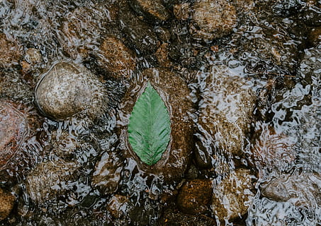 verd, full, flux d'aigua, corrent, riu, aigua, còdols, simetria, zen, pedra, rock, la vida, benestar, pacífica, pau, reflexió, rierol, salut, naturalesa, a l'aire lliure, humit, medi ambient, bosc, fons, bellesa a la natura, líquid, frescor, estiu, llac, primer pla, estany, color verd, temporada, superfície de l'aigua, arbre, planta, escenics, paisatge, 2K, CC0, domini públic, lliure de regalies
