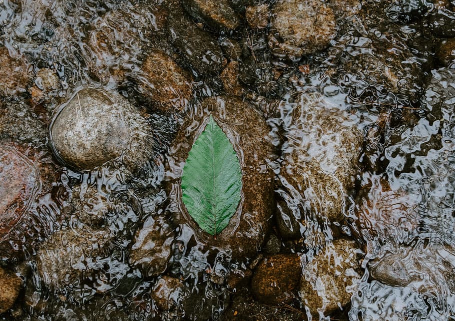 verd, full, flux d'aigua, corrent, riu, aigua, còdols, simetria, zen, pedra, rock, la vida, benestar, pacífica, pau, reflexió, rierol, salut, naturalesa, a l'aire lliure, humit, medi ambient, bosc, fons, bellesa a la natura, líquid, frescor, estiu, llac, primer pla, estany, color verd, temporada, superfície de l'aigua, arbre, planta, escenics, paisatge, 2K