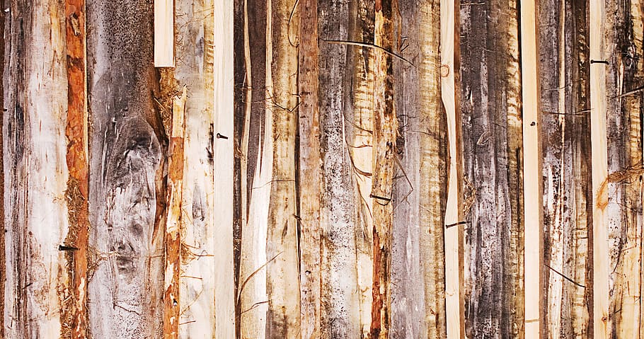 teló de fons, fons, pissarra, marró, color, escriptori, exterior, material, patró, tauler, aspre, mostra, estructura, superfície, textura, fusta, material de fusta, cap gent, bosc, arbre, terra, planta, naturalesa, tronc de l'arbre, dia, tronc, marc complet, a l'aire lliure, bellesa a la natura, escenics - natura, primer pla, tranquil·litat, llum solar, bosc de pi, arbre de coníferes, 2K